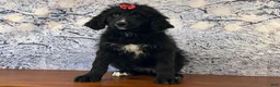 Bernedoodle dogs for sale: Buttercup - Ad 3