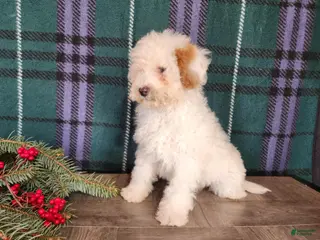 Mini Bernedoodle dogs Rudolph - Ad 28