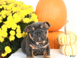 English Bulldog dogs - Ad 1