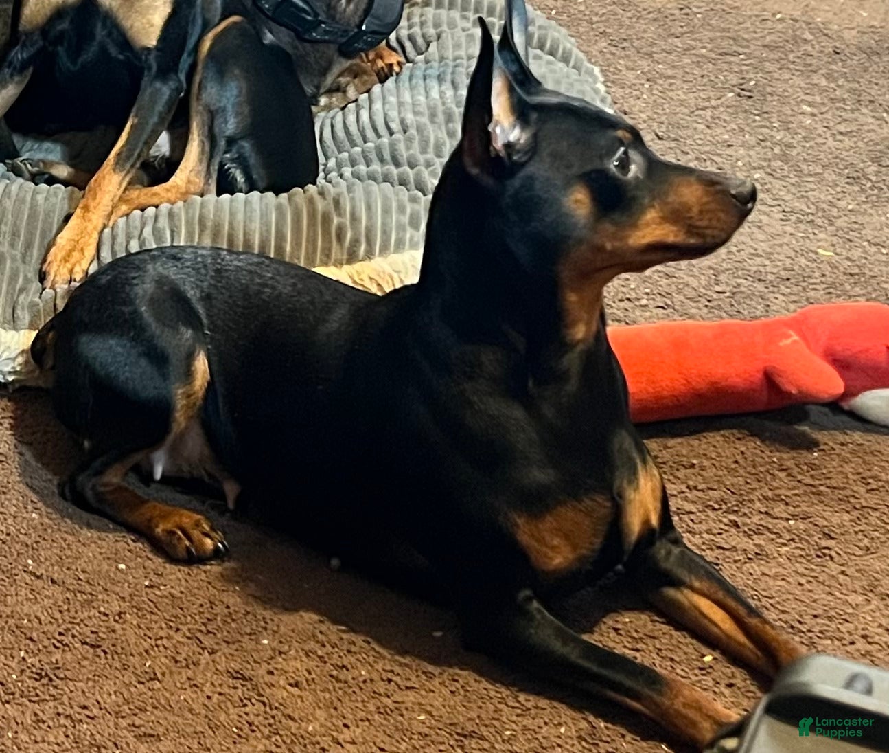 Miniature Pinscher dogs Jasper - Ad 2