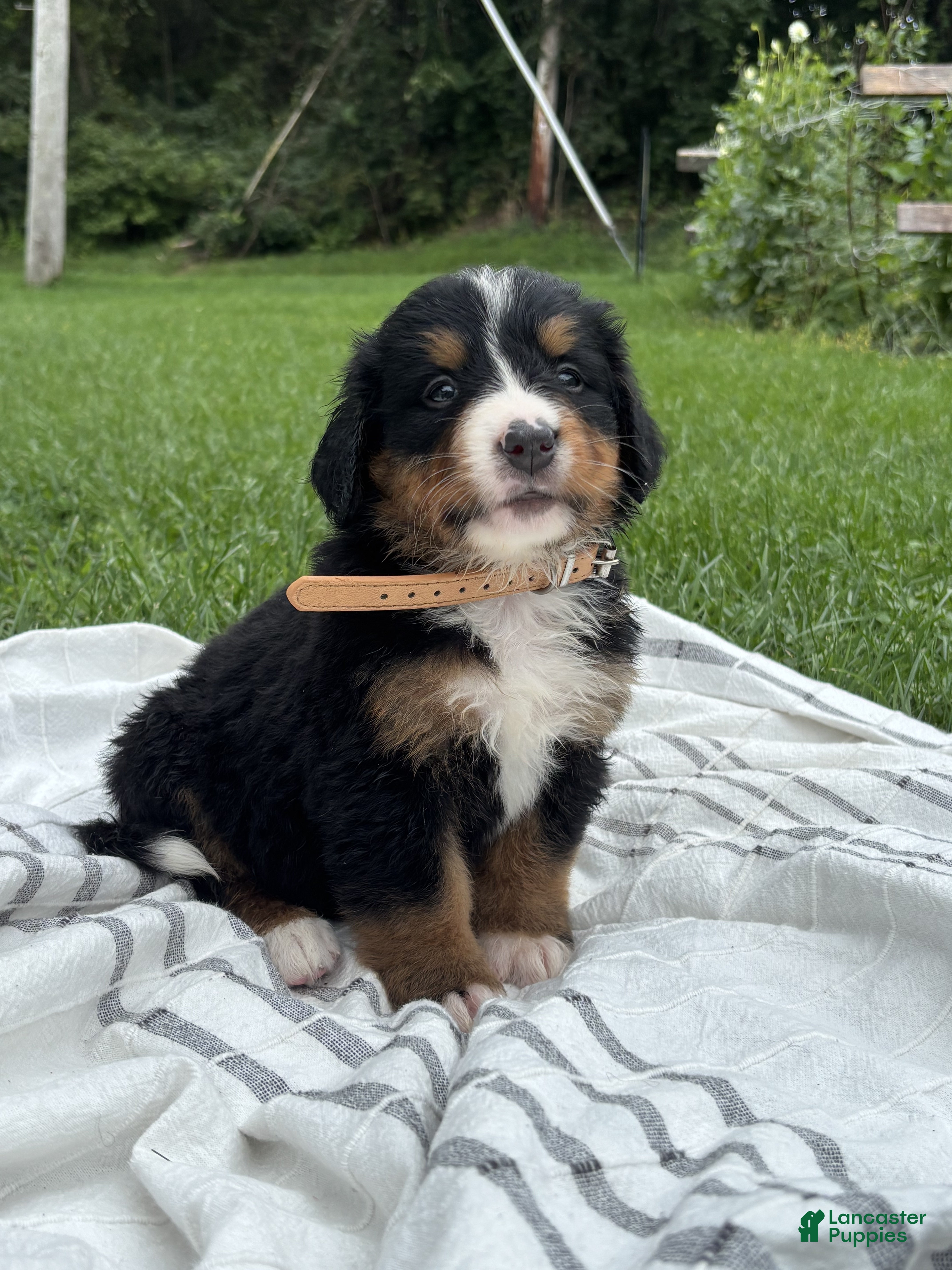 Bernese Mountain Dog dogs Elouise - Ad 1