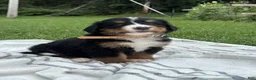 Bernese Mountain Dog dogs for sale: Elouise - Ad 1