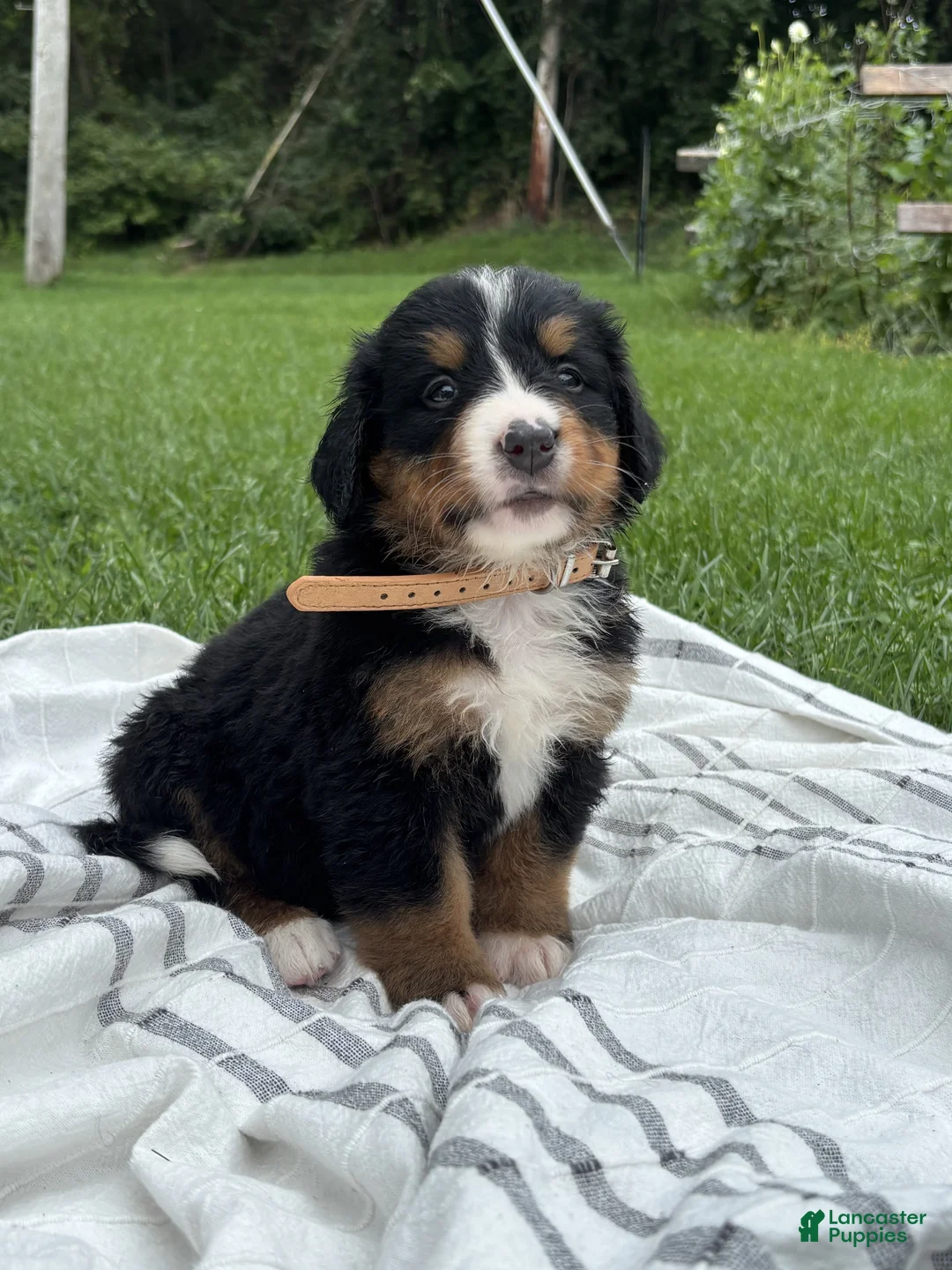 Bernese Mountain Dog dogs for sale: Elouise - Ad 1