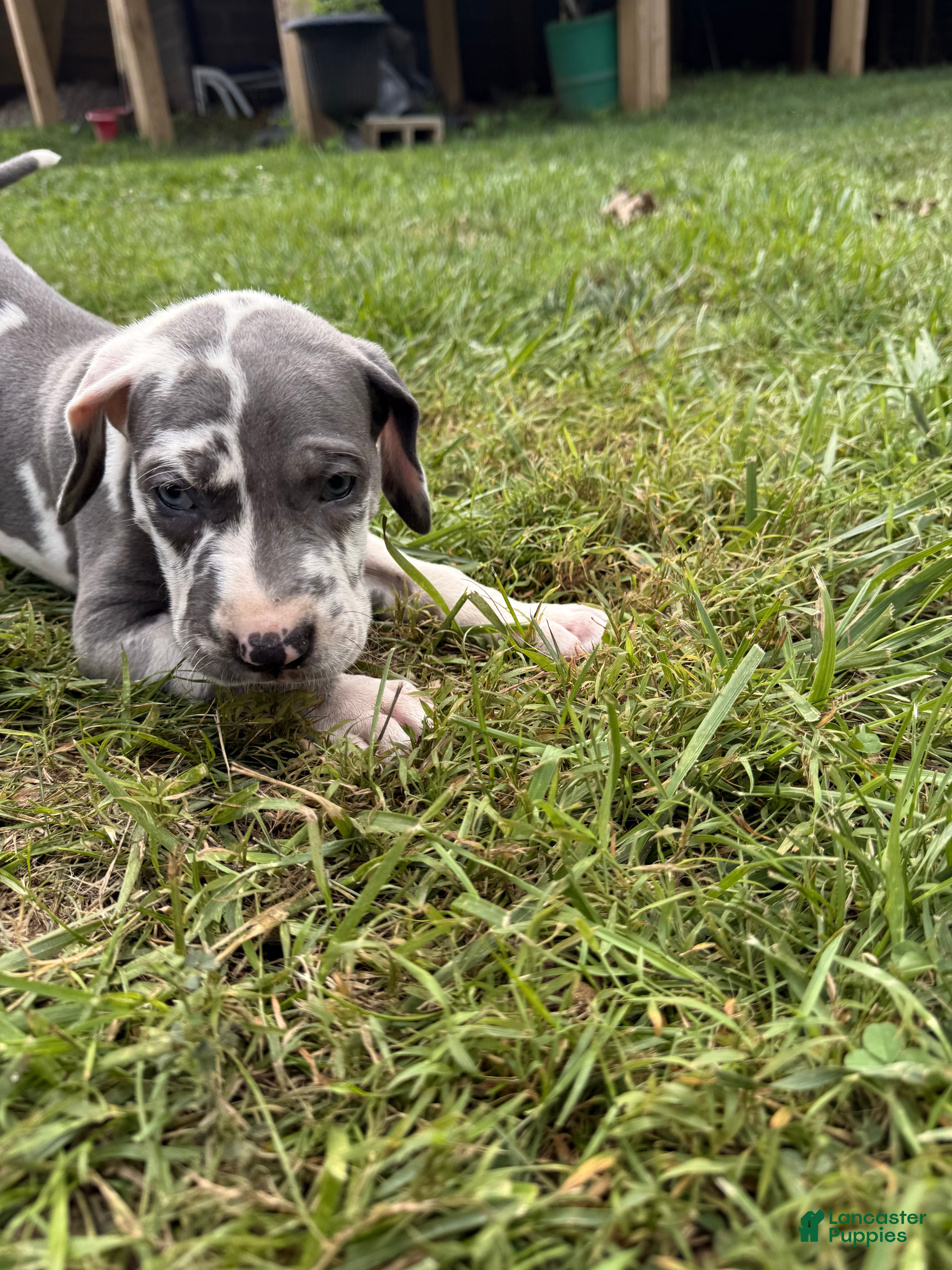 Great Dane dogs Huey Lewis - Ad 2