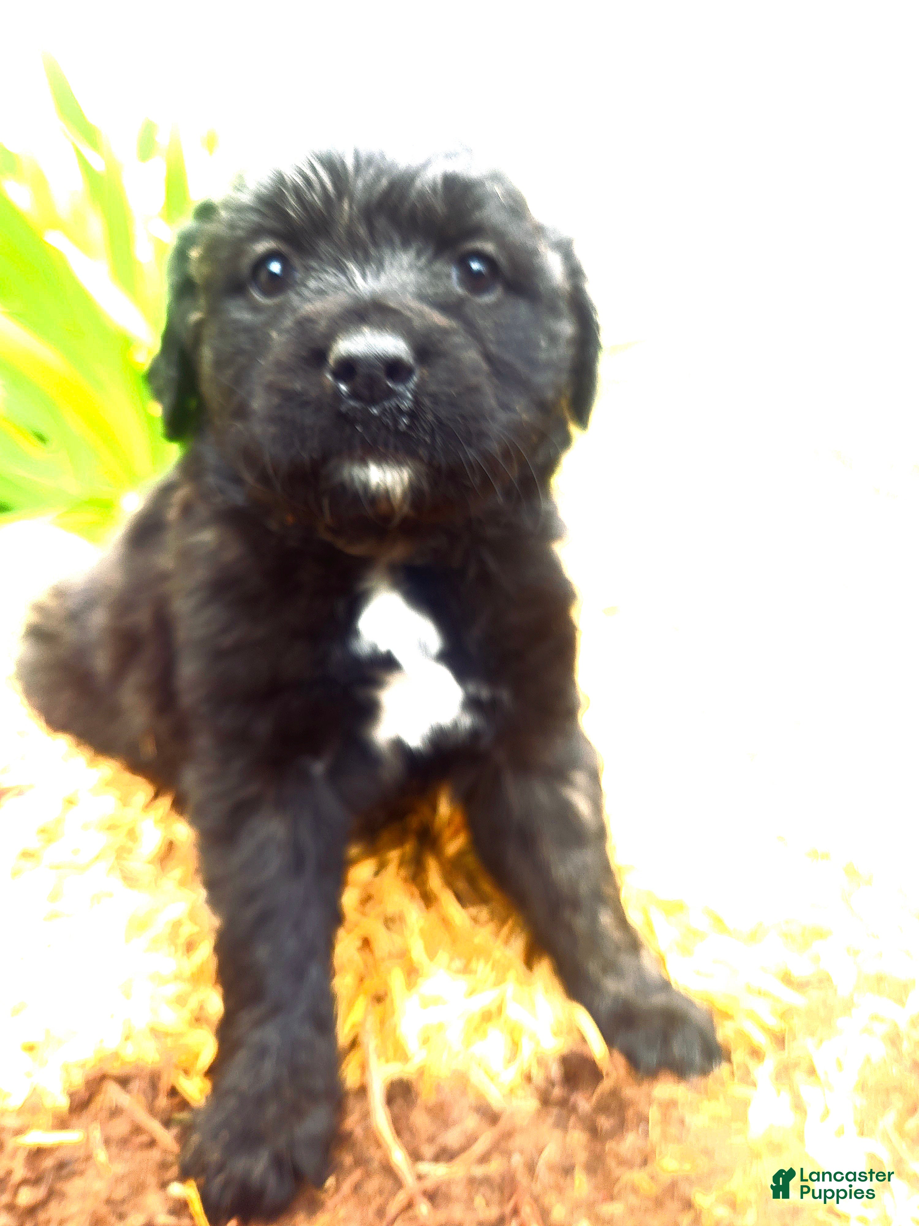 Mixed Breed dogs Mixed Breed Puppy 2 - Ad 11