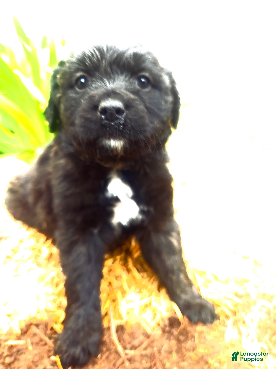 Mixed Breed dogs for sale: Mixed Breed Puppy 2 - Ad 1
