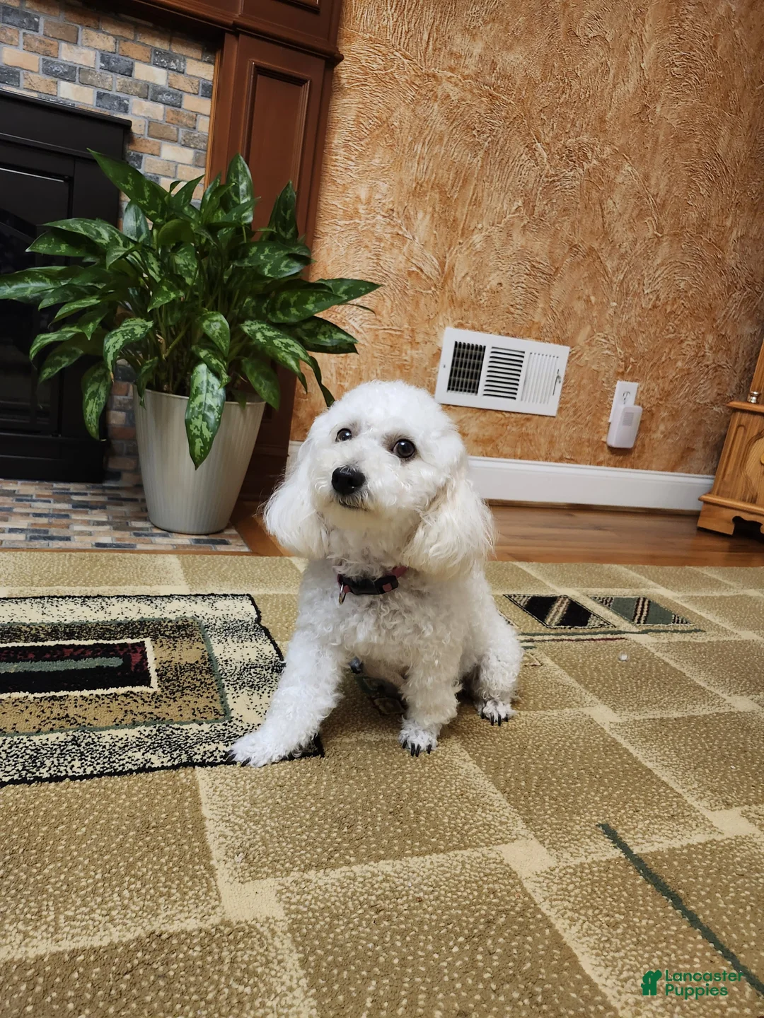 Maltipoo dogs for sale: Maltipoo Puppy 3 - Ad 2