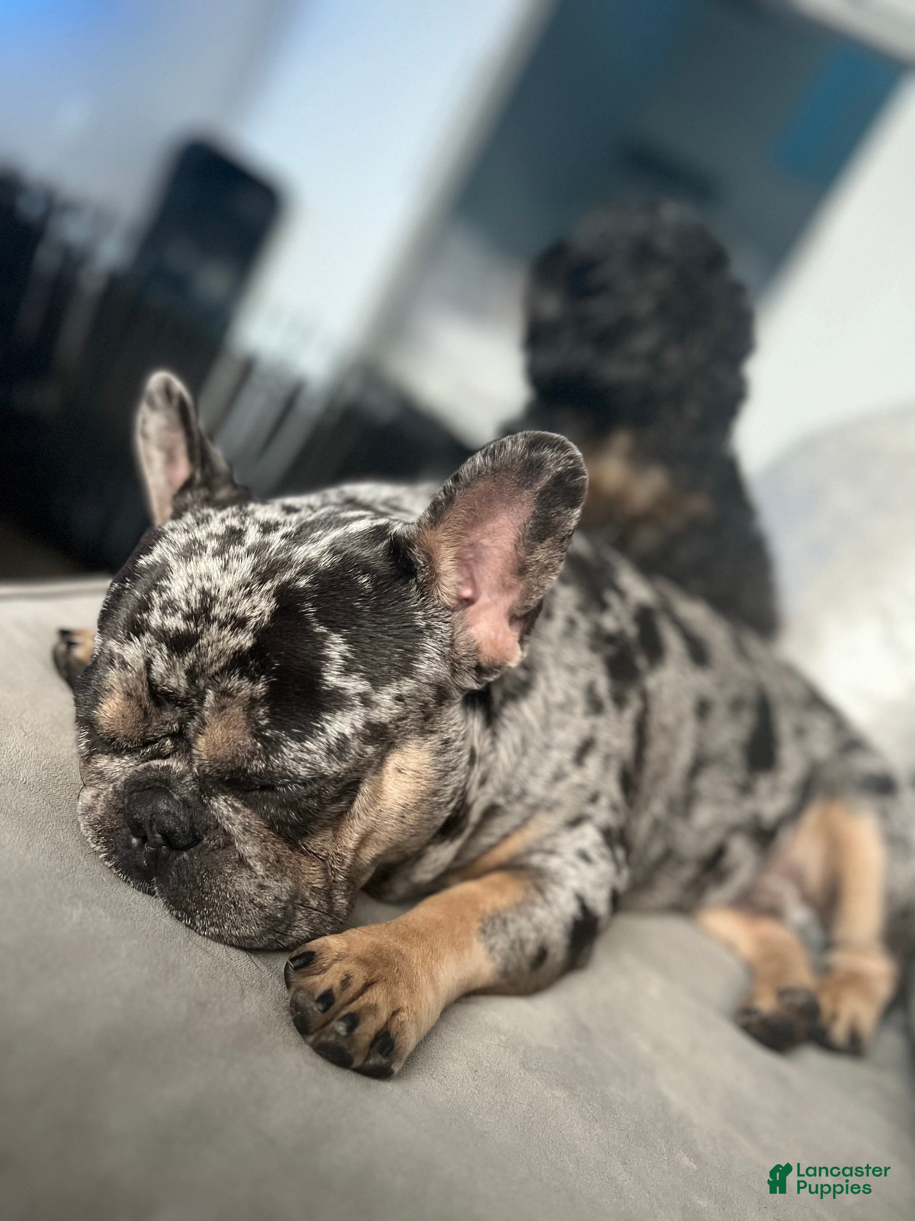French Bulldog dogs stud fee - Ad 10