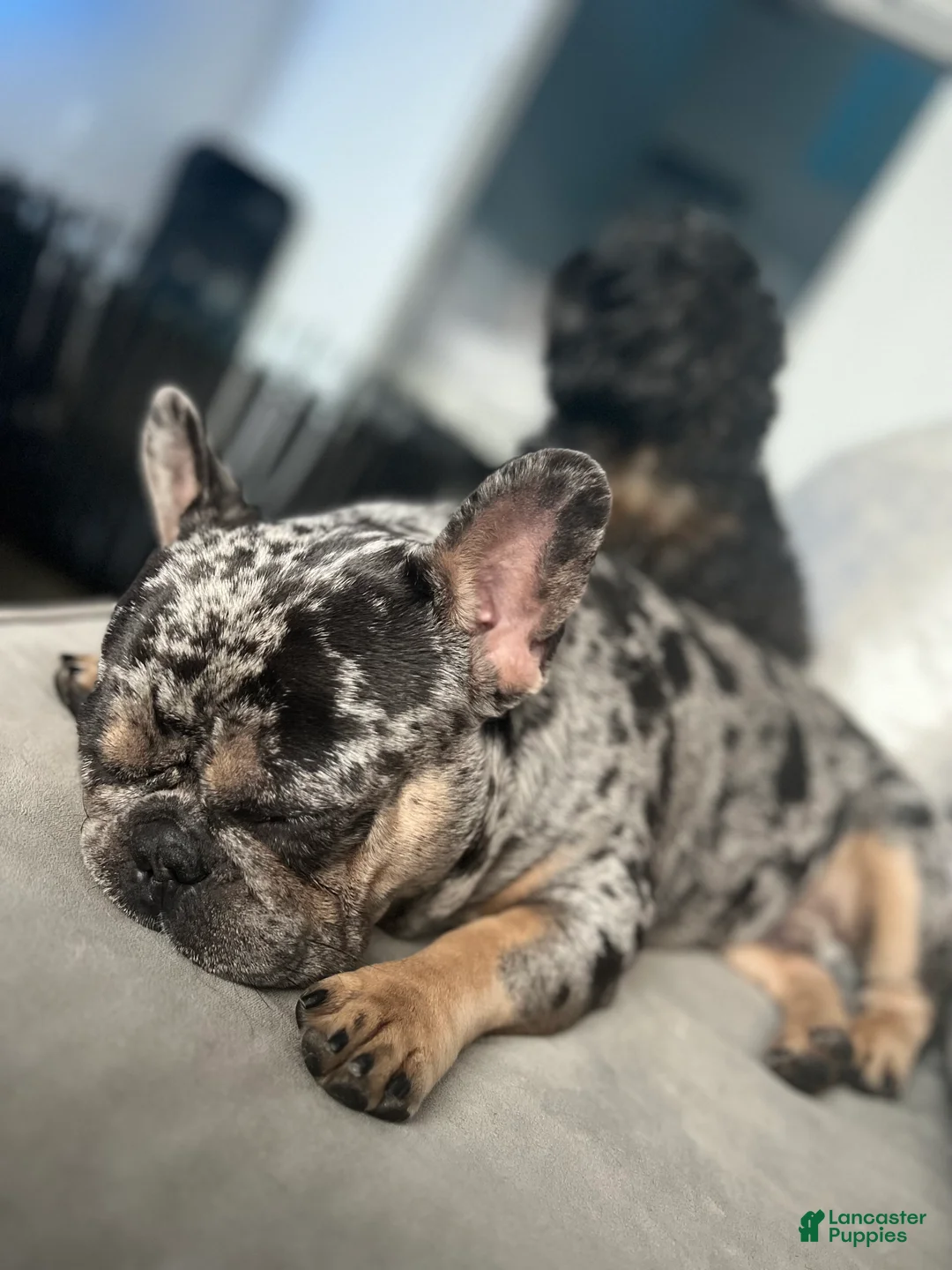 French Bulldog dogs for stud: stud fee - Ad 1