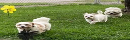 Teddy Bear dogs for sale: Teddy Bear 1 - Ad 10