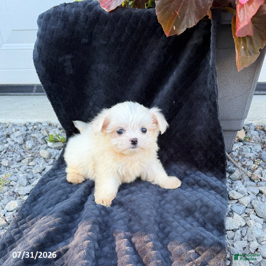 Maltese dogs Angela - Ad 2