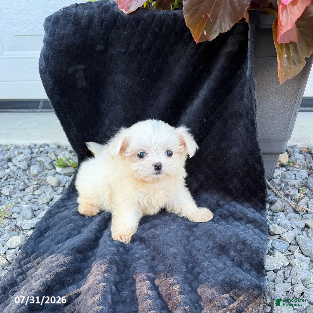 Maltese dogs for sale: Angela - Ad 2