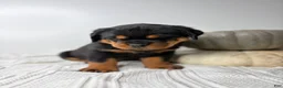 Rottweiler dogs for sale: Rottweiler 3 - Ad 13