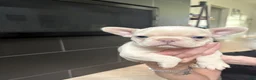 French Bulldog dogs for sale: French Bulldog 4 - Ad 2