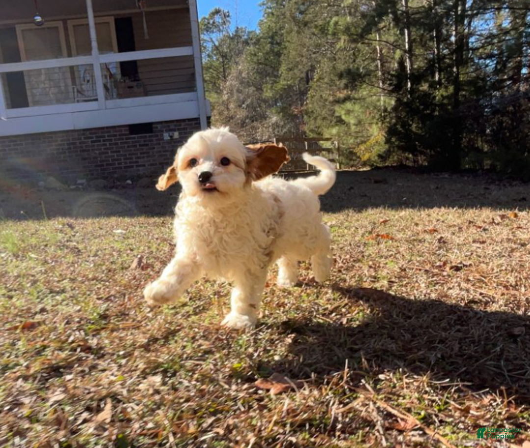Cavapoo dogs for sale: Gertrude - Ad 1