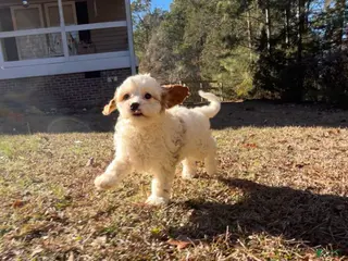 Cavapoo dogs Gertrude - Ad 6