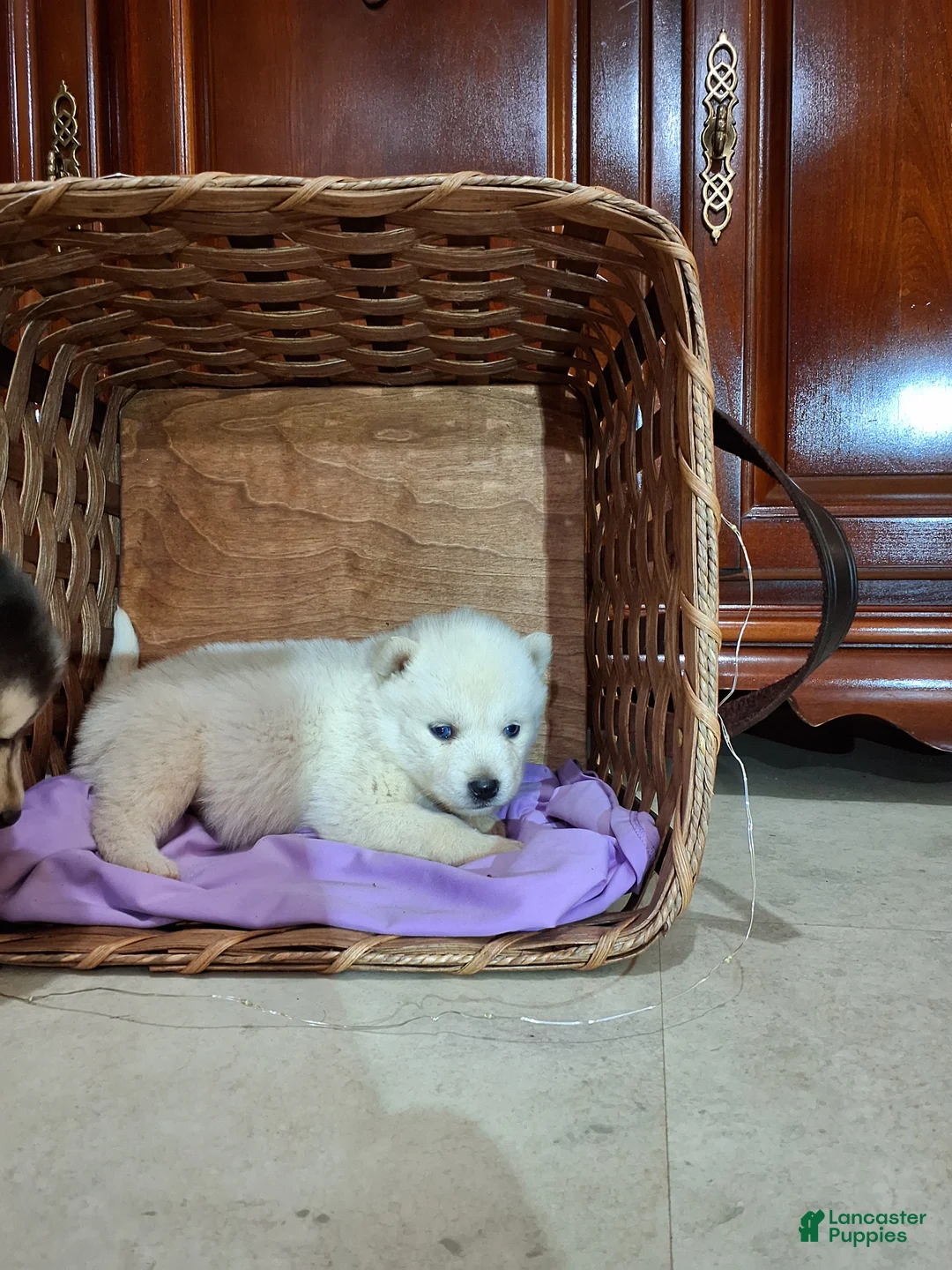 Pomsky dogs for sale: Darci - Ad 2