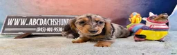 Miniature Dachshund dogs for sale: AKC Show Dapple- Russian - Ad 10