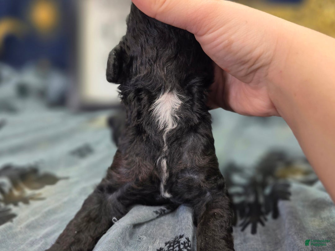 Cockapoo dogs for sale: Bell - Ad 7