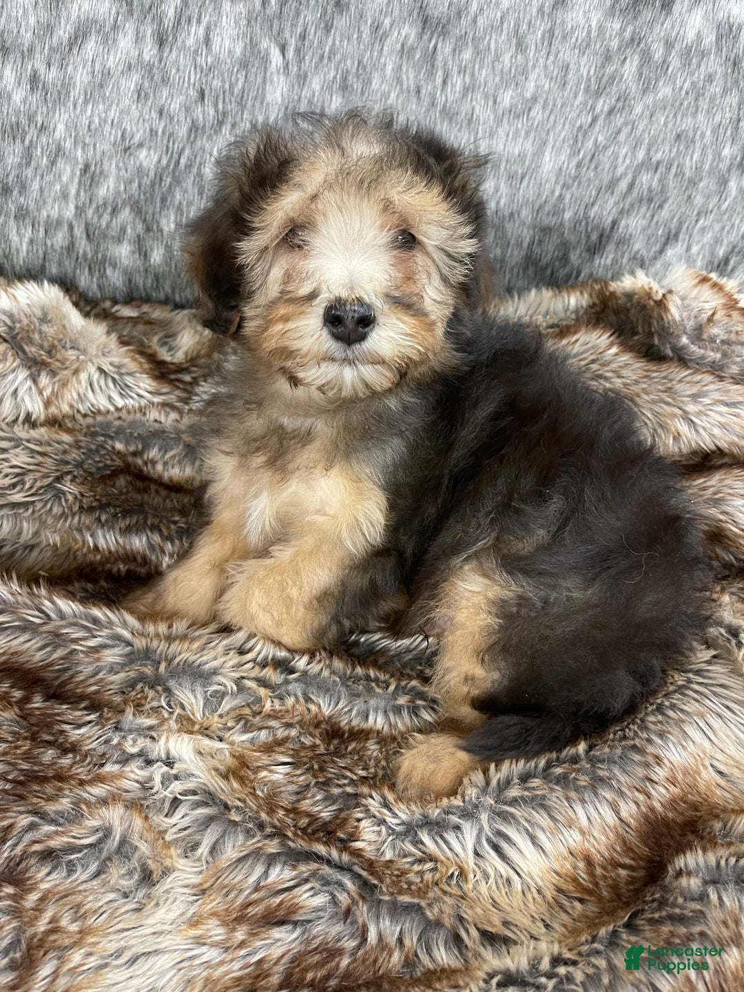 Mini Bernedoodle dogs for sale: “Chevy” Sable male - Ad 3