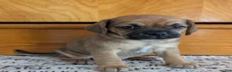 Puggle dogs for sale: Kenzie  - Ad 8