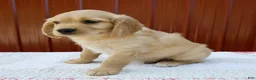 Miniature Golden Retriever dogs for sale: Gus - Ad 7