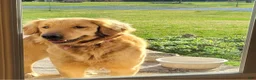 Mini Goldendoodle dogs for sale: Charlie - Ad 10