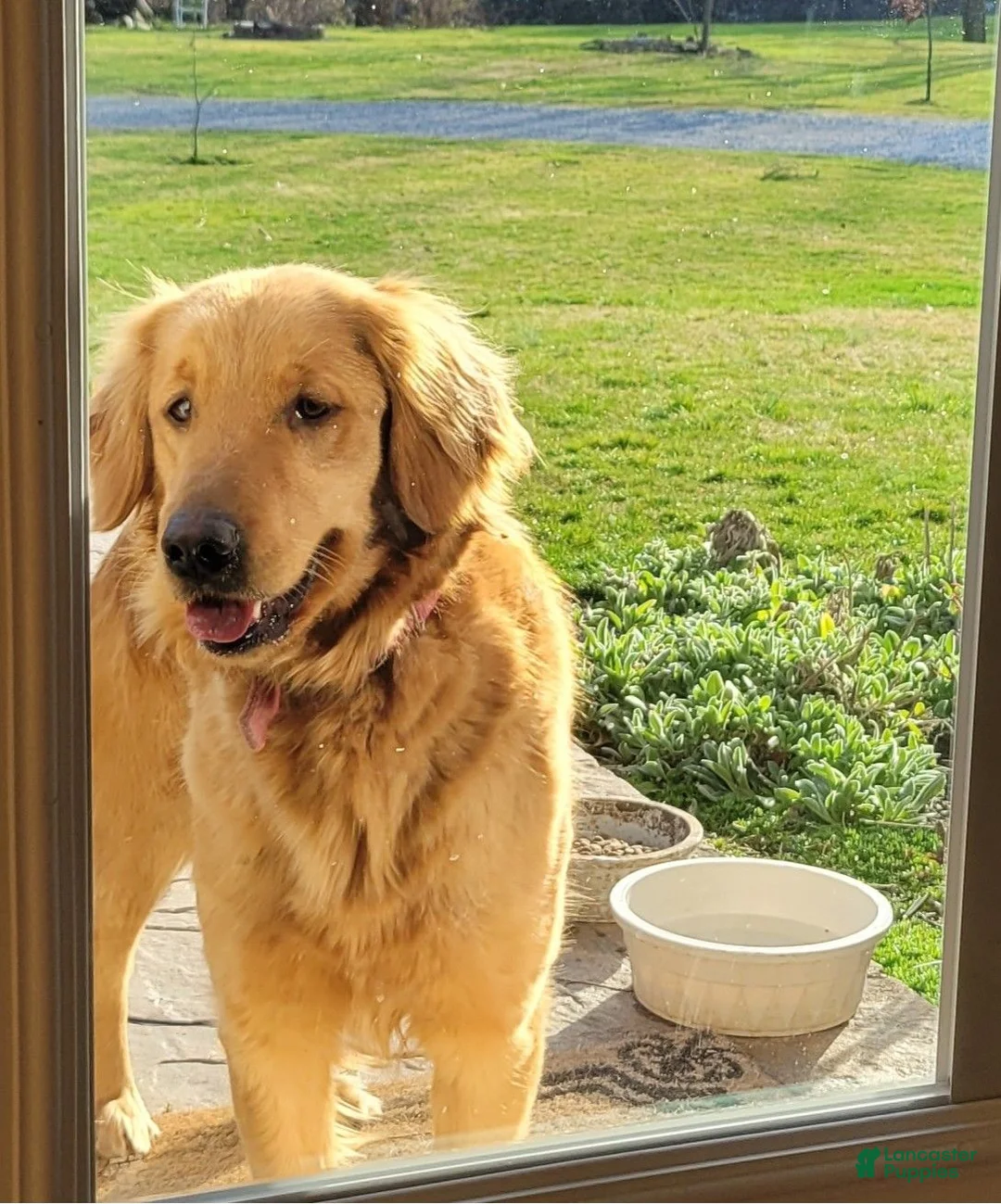 Mini Goldendoodle dogs for sale: Charlie - Ad 10