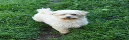 Maltese dogs for sale: Teddy - Ad 4