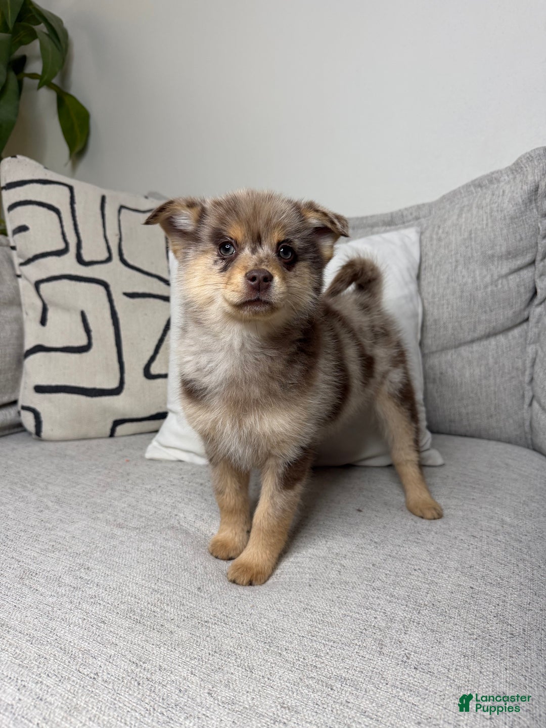 Pomsky dogs for sale: Molly - Ad 12