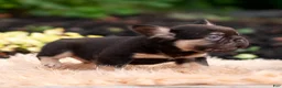French Bulldog dogs for sale: Han solo - Ad 7