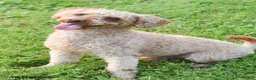 Cockapoo dogs for sale: Quentin - Ad 5