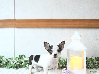 Chihuahua dogs - Ad 26