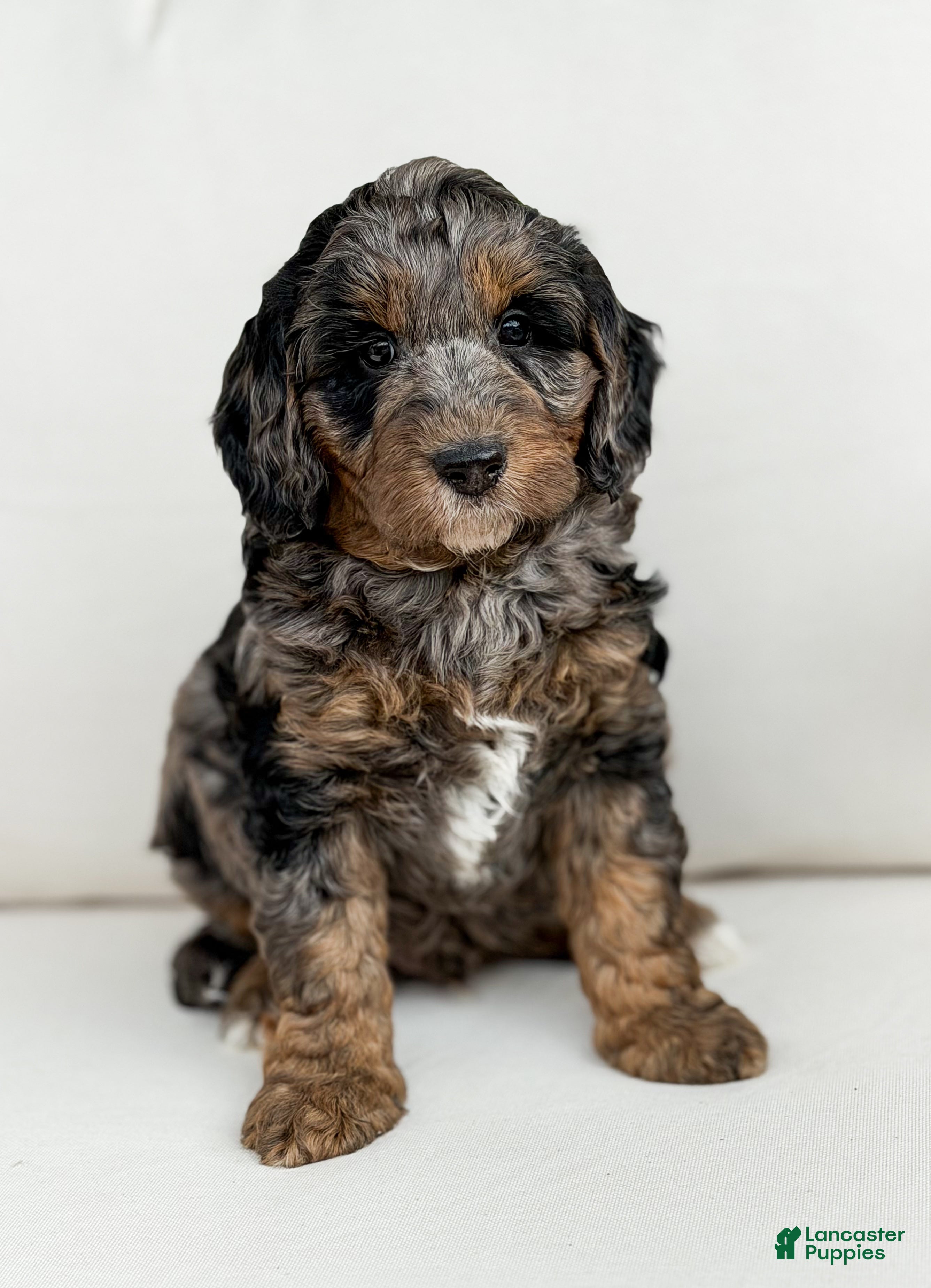 Mini Goldendoodle dogs Romeo - Ad 2