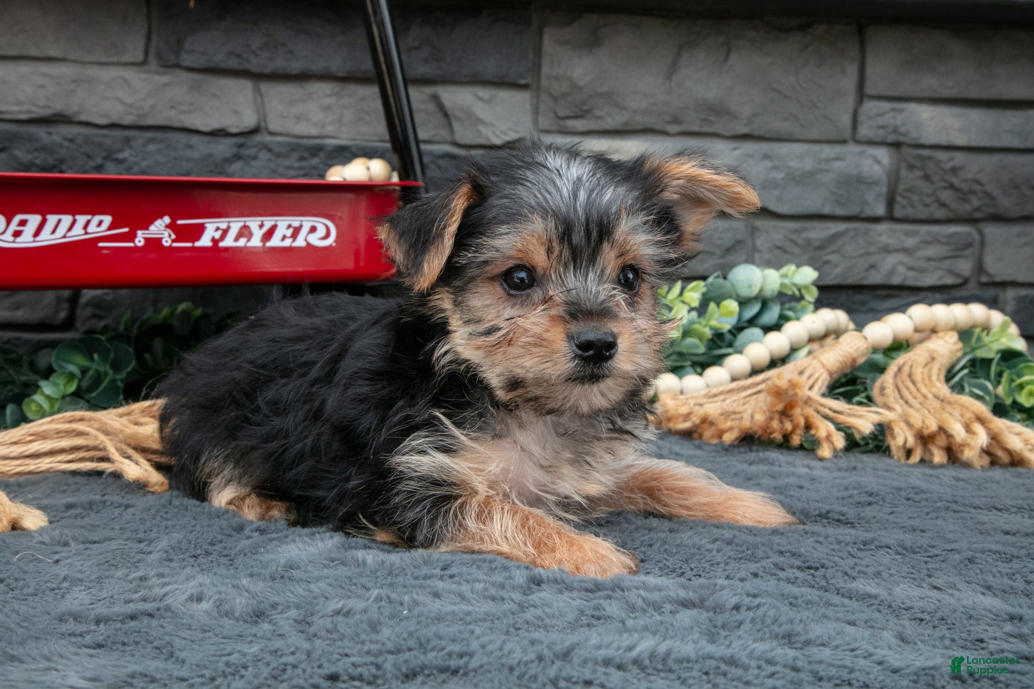Yorkshire Terrier dogs Justin - Ad 2