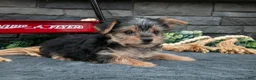 Yorkshire Terrier dogs for sale: Justin - Ad 2