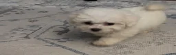 Bichpoo dogs for sale: Bichpoo - Ad 4