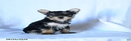 Yorkshire Terrier dogs for sale: Ivan - Ad 1
