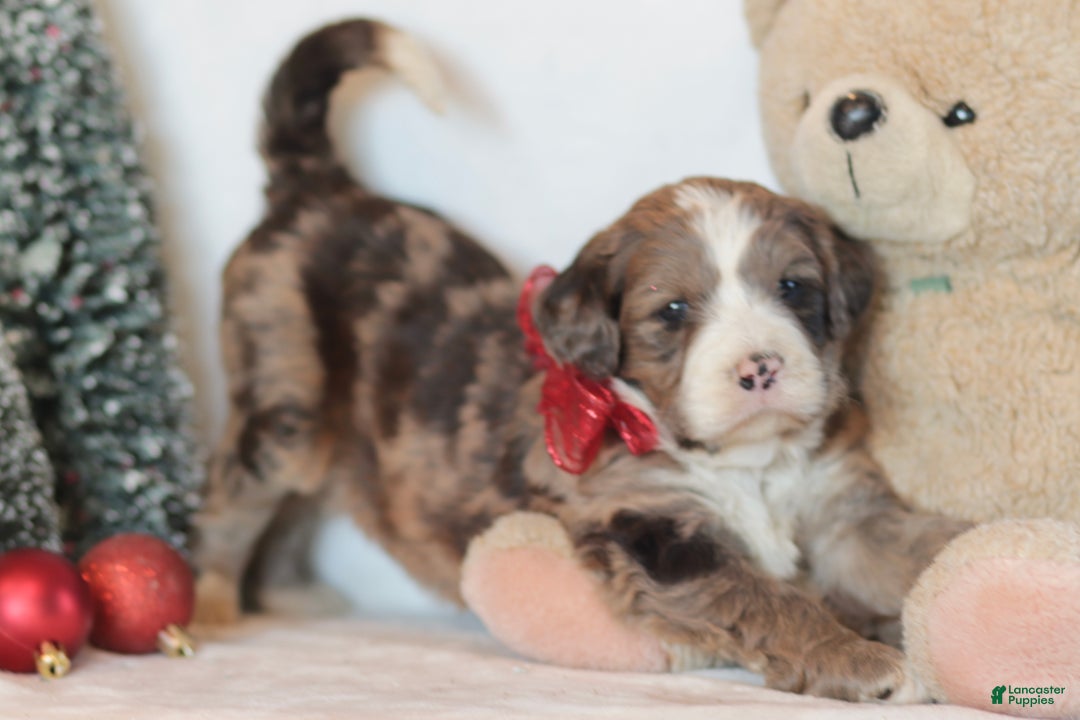 Bernedoodle dogs for sale: Aspen - Ad 5