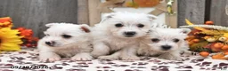West Highland Terrier dogs for sale: Wren - Ad 5
