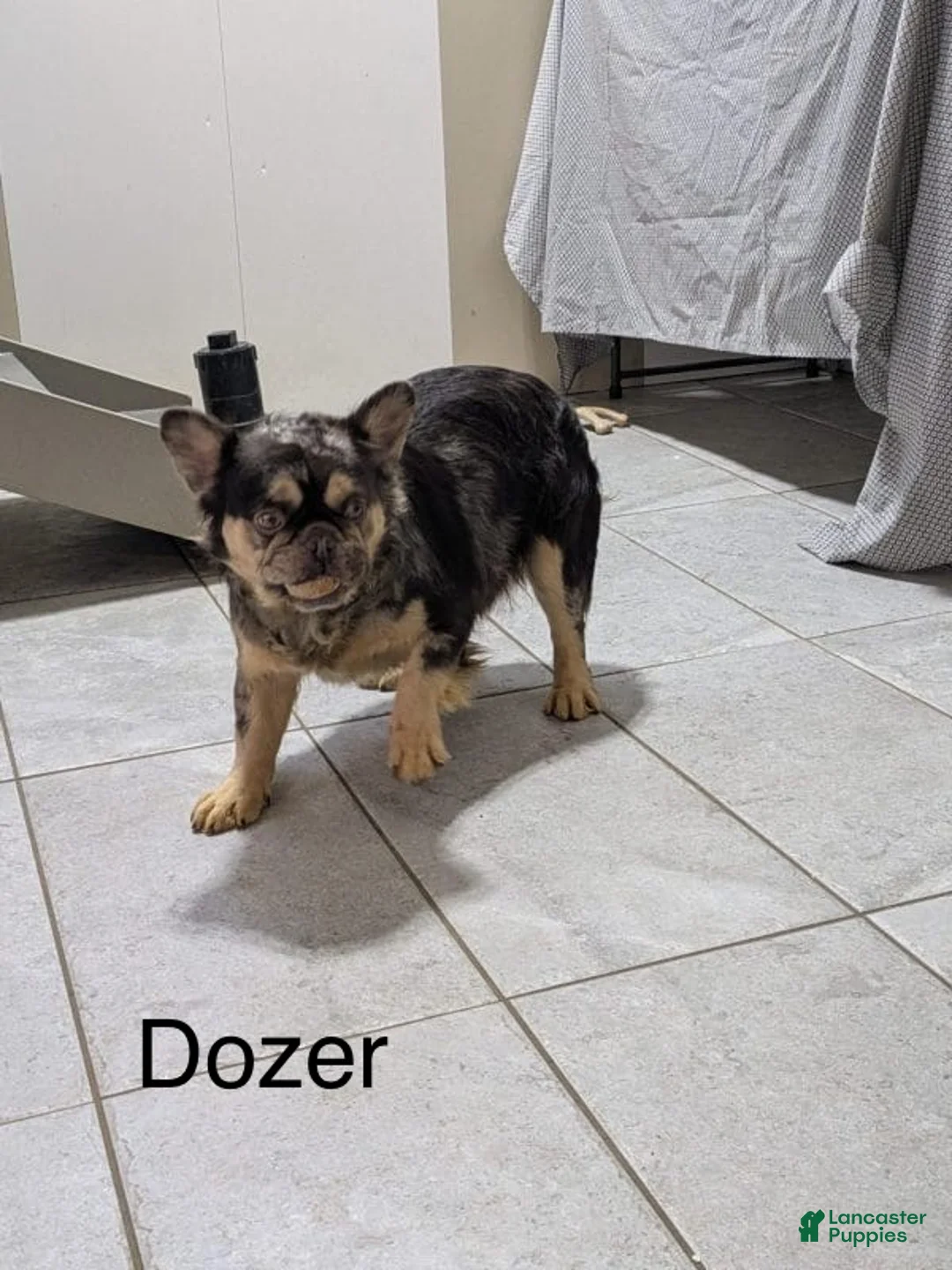 French Bulldog dogs for sale: Chester - Ad 12