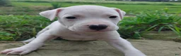 American Pit Bull Terrier dogs for sale: OREO - Ad 7