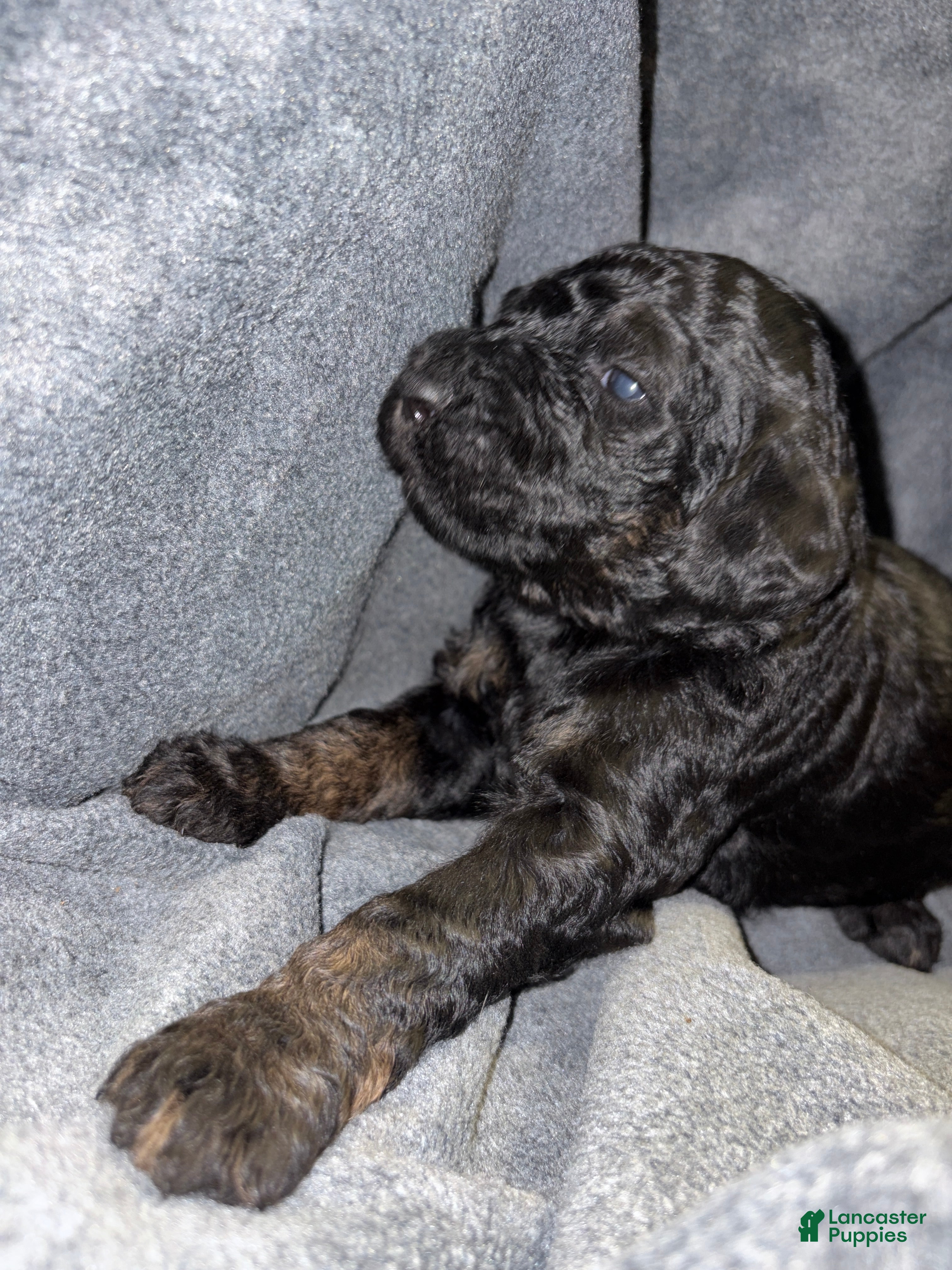 Bernedoodle dogs Kimberly  Puppy 7 - Ad 6