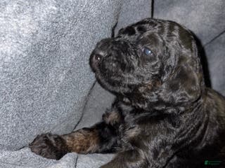 Bernedoodle dogs Kimberly Puppy 7 - Ad 7