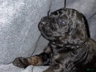 Bernedoodle dogs Kimberly Puppy 7 - Ad 37