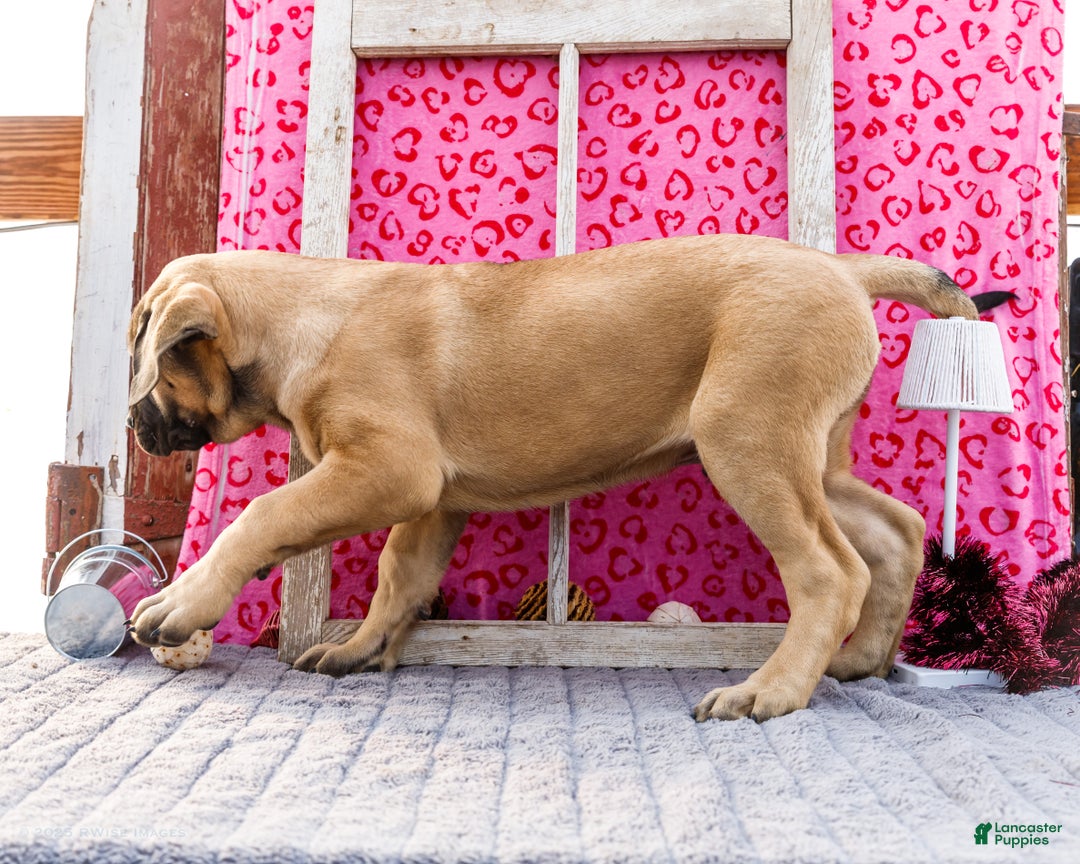 English Mastiff dogs for sale: Zeke - Ad 4