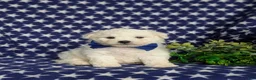 Bichon Frise dogs for sale: Barrett - Ad 1