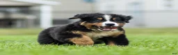 Bernese Mountain Dog dogs for sale: Brady (Genetically Clear) Bernese Mountain Dog  - Ad 13