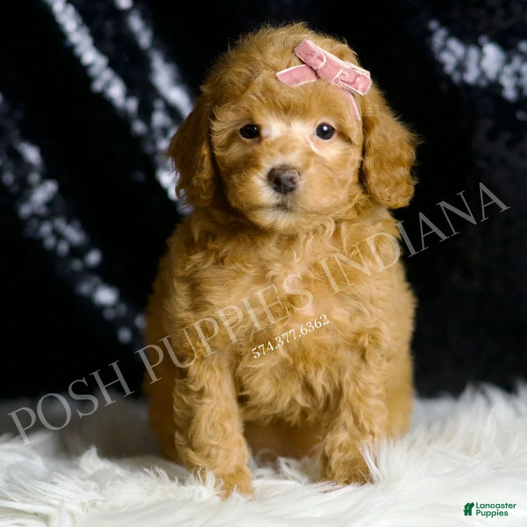 Toy Poodle dogs for sale: Bellini - Ad 1
