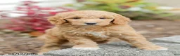 Goldendoodle dogs for sale: Jenny - Ad 5